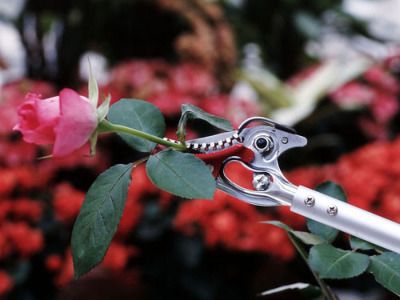 Ножица за рози 617мм ARS 150-0.6